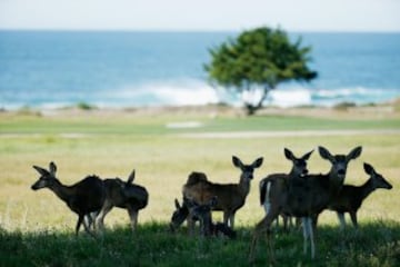 El Celebrity Challenge es un torneo solidario de golf en California que congrega a diferentes personalidades estadounidenses.