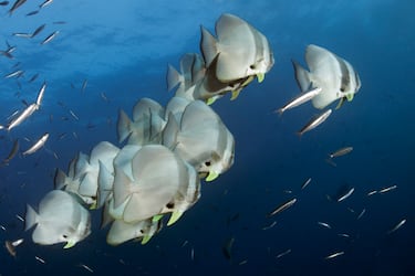 Gigantes en Maldivas