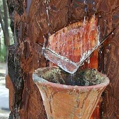 El “oro líquido” encontrado en los bosques de España