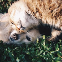 ¿Con cuántas mascotas puedo viajar al extranjero desde España?