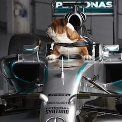 Hamilton convirtió a su perro en piloto de Mercedes