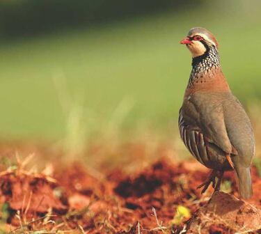 A SS.MM Los Reyes Magos de Oriente