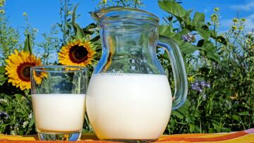 Leche vegetal, deslactosada, entera o con chocolate, estas son las mejores marcas en México