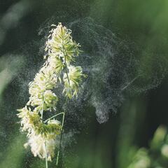 El motivo por el que hay más polen que nunca en la calle