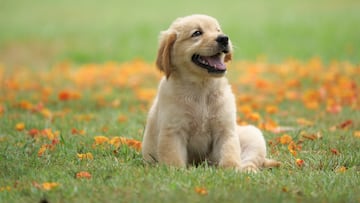 Here’s which food you should absolutely avoid feeding your dog.