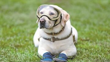 Día Mundial del Perro: adopta un nuevo amigo
