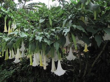 La escopolamina se encuentra en plantas de la familia de las solanáceas