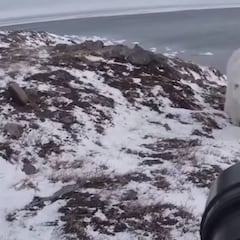 El curioso encuentro entre un oso polar y un fotógrafo en Rusia