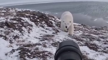 Oso polar en Rusia se acerca a la cámara de un fotógrafo.