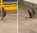 Dos ratas protagonizan una pelea surrealista en pleno metro de Nueva York