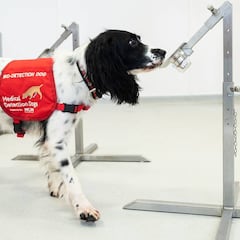 'Super Six', la pandilla de perros que detecta el COVID-19