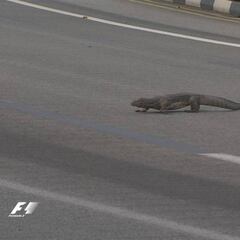 Godzilla, el reptil gigante que asustó a un piloto en Singapur