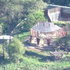 Cinco leones se escapan de un zoo