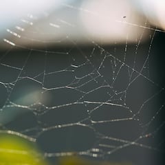 La razón por la que hay telarañas en las calles de Madrid