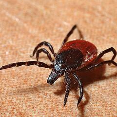 Virus Yezo: descubierto un nuevo patógeno en Japón que ya se ha transmitido a humanos