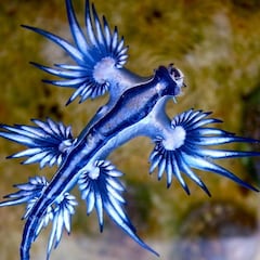 Aparece una peligrosa especie marina en Fuerteventura