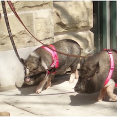 Las mascotas que no puedes tener en casa con la nueva Ley de Bienestar Animal