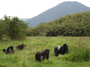 Poblacin en 1980: 250.
Poblacin en 2025: 1.100.
El gorila de monta?a (Gorilla beringei beringei) es una especie de gorila que vive en las monta?as de Virunga, en ?frica Central. El gorila de monta?a est en peligro de extincin debido a la caza furtiva, la prdida de su hbitat y el contagio de enfermedades humanas.
A pesar de seguir en peligro de extincin, aument su poblacin en 400% desde 1980.