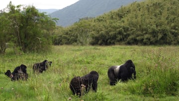 To the delight of conservationists, four gorillas found a new home alongside a pack of silverbacks after being rescued from traffickers.