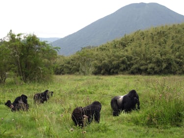 Población en 1980: 250.
Población en 2025: 1.100.
El gorila de montaña (Gorilla beringei beringei) es una especie de gorila que vive en las montañas de Virunga, en África Central. El gorila de montaña está en peligro de extinción debido a la caza furtiva, la pérdida de su hábitat y el contagio de enfermedades humanas.
A pesar de seguir en peligro de extinción, aumentó su población en 400% desde 1980.