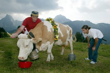 Roger Federer, tras ganar Wimbledon en 2003, el torneo de Gstaad le obsequió con una vaca de nombre Juliette. En 2013 volvió a jugar el torneo de su país tras nueve años de ausencia y le volvieron a regalar otra res llamada Desiré.