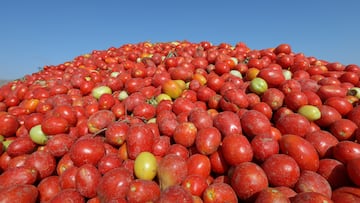 It’s common practice to put tomatoes in the refrigerator after coming home from the grocery store. However, this could have a negative effect on the produce.