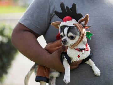 En Lima, la capital de PerÃº ubicada en la Ã¡rida costa del PacÃ­fico del paÃ­s, han celebrado un concurso navideÃ±o para los mejores amigos del hombre.