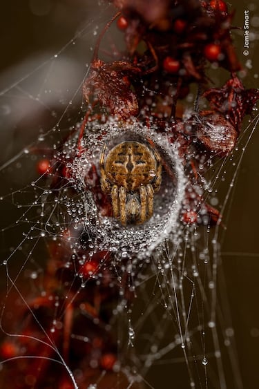  Jamie Smart ganó el premio de '10 años o menores' con esta imagen de una araña tejedora de orbes en su nido.