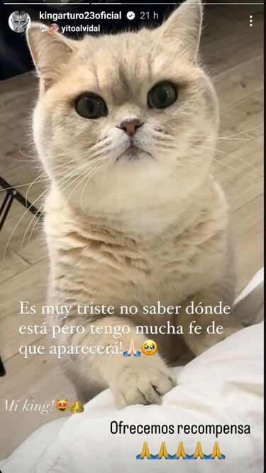 “Es triste no saber dónde está”: la recompensa que ofreció Arturo Vidal para encontrar a su gato “King”