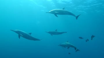El impacto de la guerra en los delfines del Mar Negro