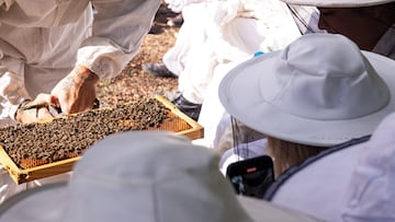 De David Beckham a Aristeo, el dios que protege a las abejas