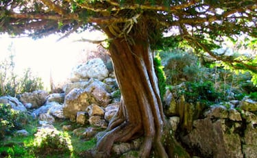 Los 6 bosques m¨¢s impresionantes de Espa?a para visitar en los meses de oto?o