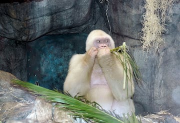 Copito era un gorila occidental (Gorilla gorilla) albino, el único documentado de su especie. Nació en 1964 en la selva de Nkó, Guinea Española, actual Guinea ecuatorial, y capturado por unos cazadores locales en 1966 y vendido al ayuntamiento de Barcelona por 15.000 pesetas. Desde que llegó a la Ciudad Condal se convirtió en el principal reclamo del zoo de la ciudad. En su etapa adulta llegó a medir 1,68 cm y pesar 189 kg. Falleció en 2003, con 39 años, víctima de un cáncer de piel, seguramente relacionado con su albinismo. 