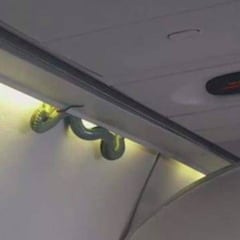 Una serpiente se cuela en un vuelo a Ciudad de México