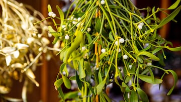 With its distinctive white berries, it is one of the symbols of the festive period in the United Kingdom and the United States.