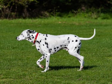 Las razas de perros más rápidas: ¿cuáles son y qué velocidad pueden alcanzar?