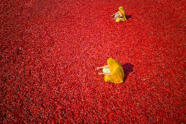 India, Rajastán, mujeres secando y clasificando chiles.