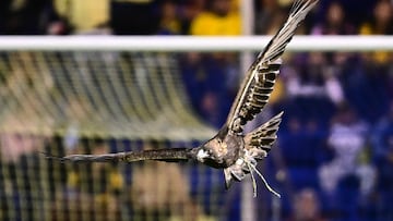 Eagle Celeste during the 7th round match between America and Necaxa as part of the Liga BBVA MX, Torneo Clausura 2025 at Ciudad de los Deportes Stadium, on February 14, 2025 in Mexico City, Mexico.