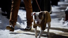 Veterinarian reveals the truth: How often should you really walk your dog? You might be doing it wrong