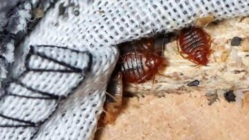 Adiós a las chinches: el truco infalible que te ayudará combatirlas y eliminarlas