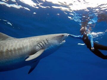 Épica foto de Ocean Ramsey tocando a un tiburón tigre. Después de un entrenamiento extenso, es relativamente fácil disuadir a un tiburón tigre colocando tu mano con cuidado y deliberadamente en la parte superior de su cabeza o en el borde del hocico mientras empujas su cabeza hacia abajo. 