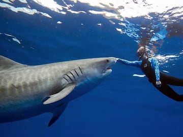 ?pica foto de Ocean Ramsey tocando a un tibur¨®n tigre. Despu¨¦s de un entrenamiento extenso, es relativamente f¨¢cil disuadir a un tibur¨®n tigre colocando tu mano con cuidado y deliberadamente en la parte superior de su cabeza o en el borde del hocico mientras empujas su cabeza hacia abajo.