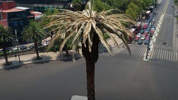 La Palma Reforma CDMX