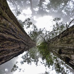 Hyperion, dónde está el árbol más grande del mundo que mide más que la Estatua de la Libertad