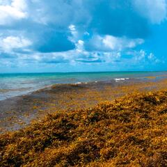 Dónde está el mar de los Sargazos, el único mar del planeta que no tiene costa