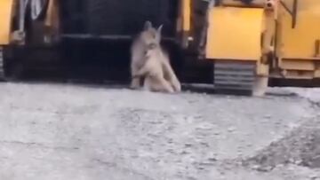 Una madre puma aparece en una obra de construcción en las Torres del Paine y rescata así a su cría: nuevo registro en Chile