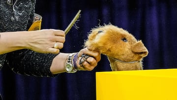 Mac (Lakeland Terrier) compite durante el Campeonato Masters Agility de la 149? Exposicin Canina Anual del Westminster Kennel Club en el Centro de Convenciones Jacob Javits en la ciudad de Nueva York.