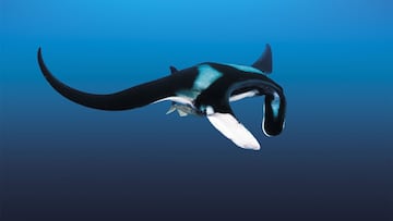 Sightings of massive Mobula rays—rare creatures known as “sea devils”—have stunned tourists and alarmed scientists.