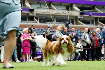 Los participantes de la raza Cavalier King Charles Spaniel.