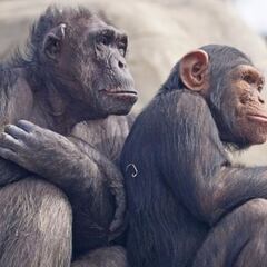 Dos macacos consiguen ver gracias a un dispositivo de estimulación cerebral